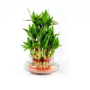 feng-shui-bamboo-plant-indoor-gardening