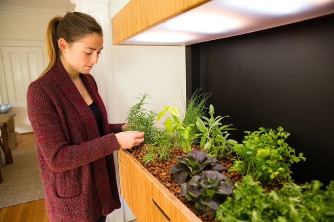 indoor-salad garden