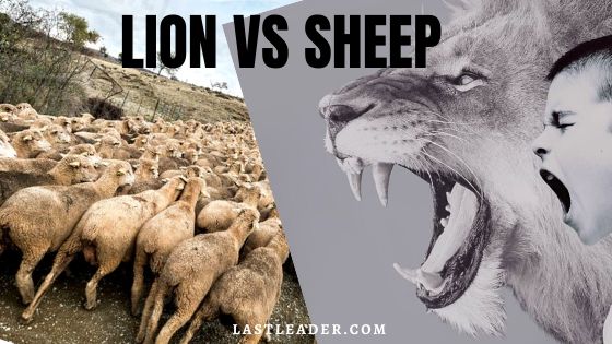lion-vs-sheep-killer-motivation