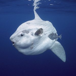 sunfish